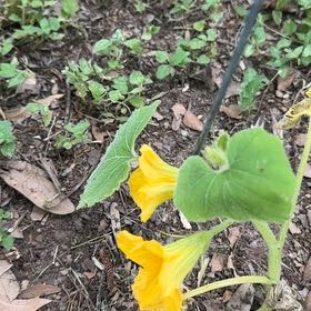 Photo of the plant species Summer Squash by @FoxySeaoxeye15 named Naomi on Greg, the plant care app
