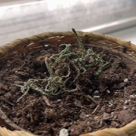 Photo of the plant species Princess Pine by @FoxySeaoxeye15 named Sonora on Greg, the plant care app