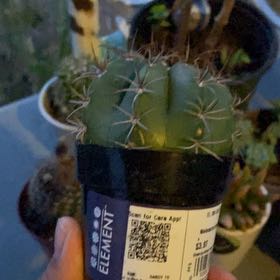 Photo of the plant species Melon cactus by @YardBlue60 named Messi on Greg, the plant care app