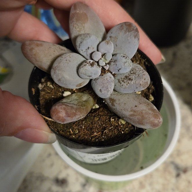 Plant care for BlueBerry on Greg, the plant care app