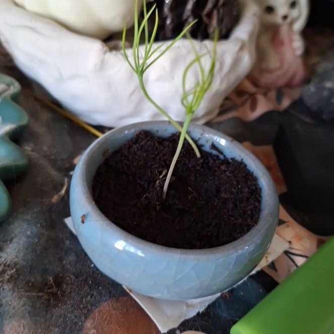 Plant care for Arizona Pine on Greg, the plant care app