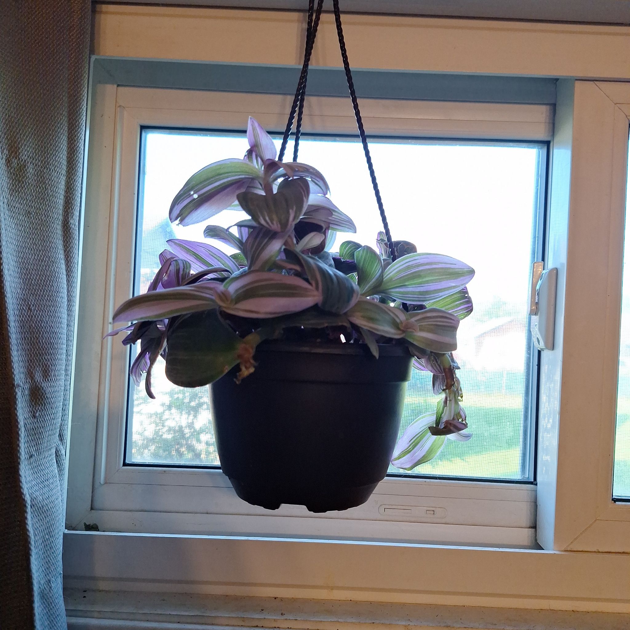 Photo of the plant species Tradescantia zebrina 'Violet Hill' by @BatMama named Diana on Greg, the plant care app