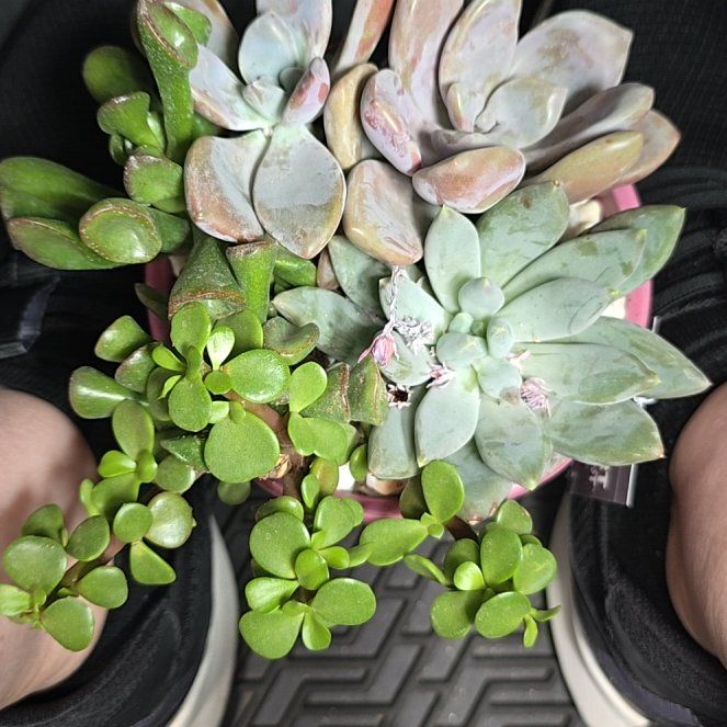 Photo of the plant species Echeveria Green Goddess by @DelicateGray95 named Madonna on Greg, the plant care app