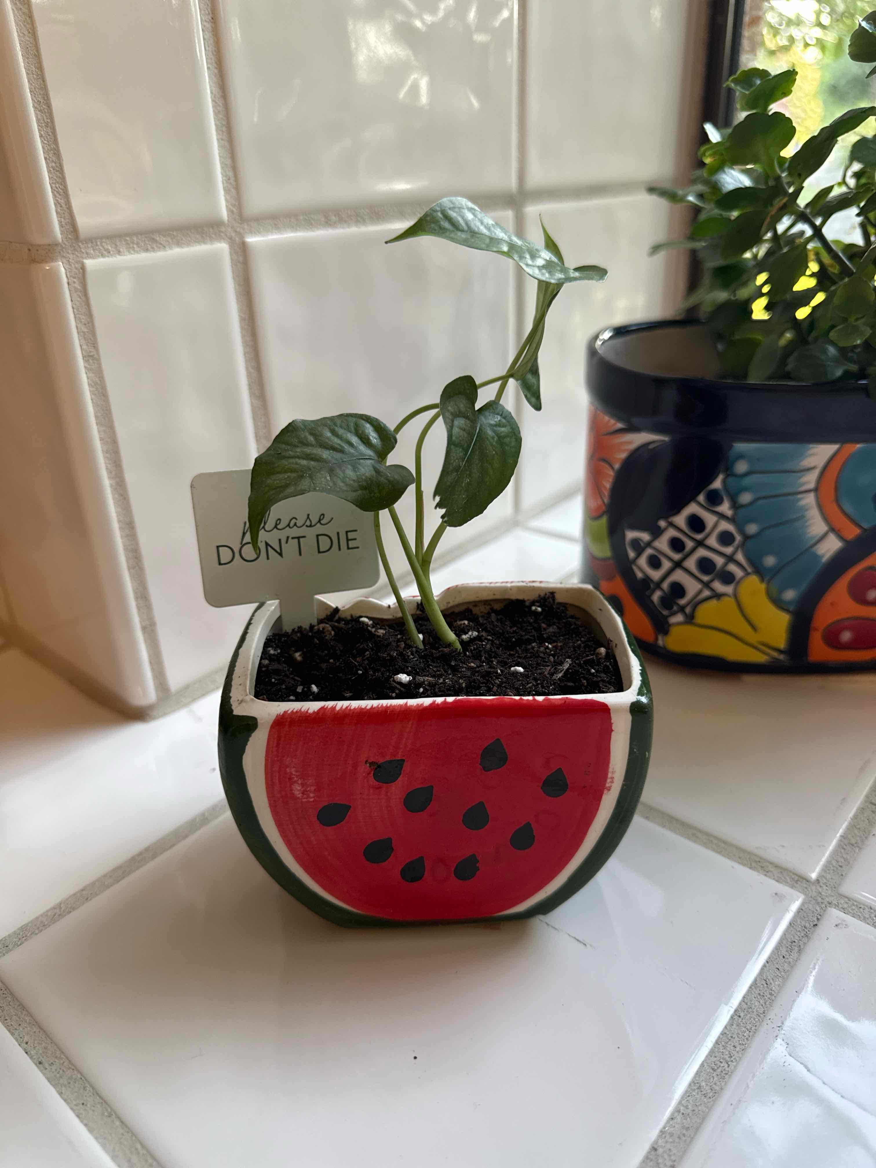 Photo of the plant species Amydrium by @Angelzomg named Amy on Greg, the plant care app