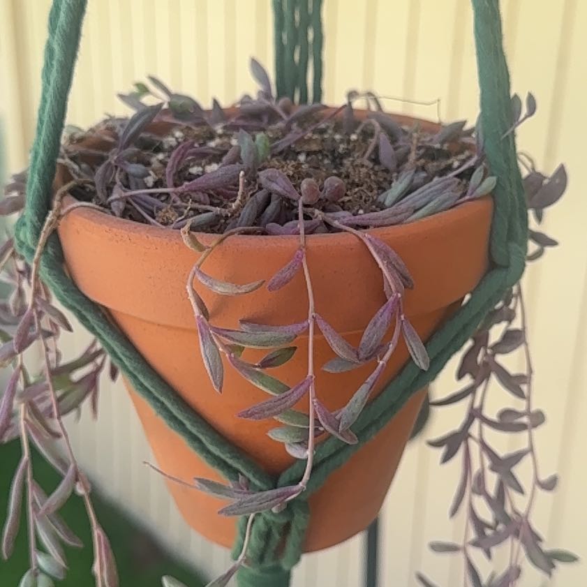 Photo of the plant species ruby necklace by @Angelzomg named Ruby - Green on Greg, the plant care app