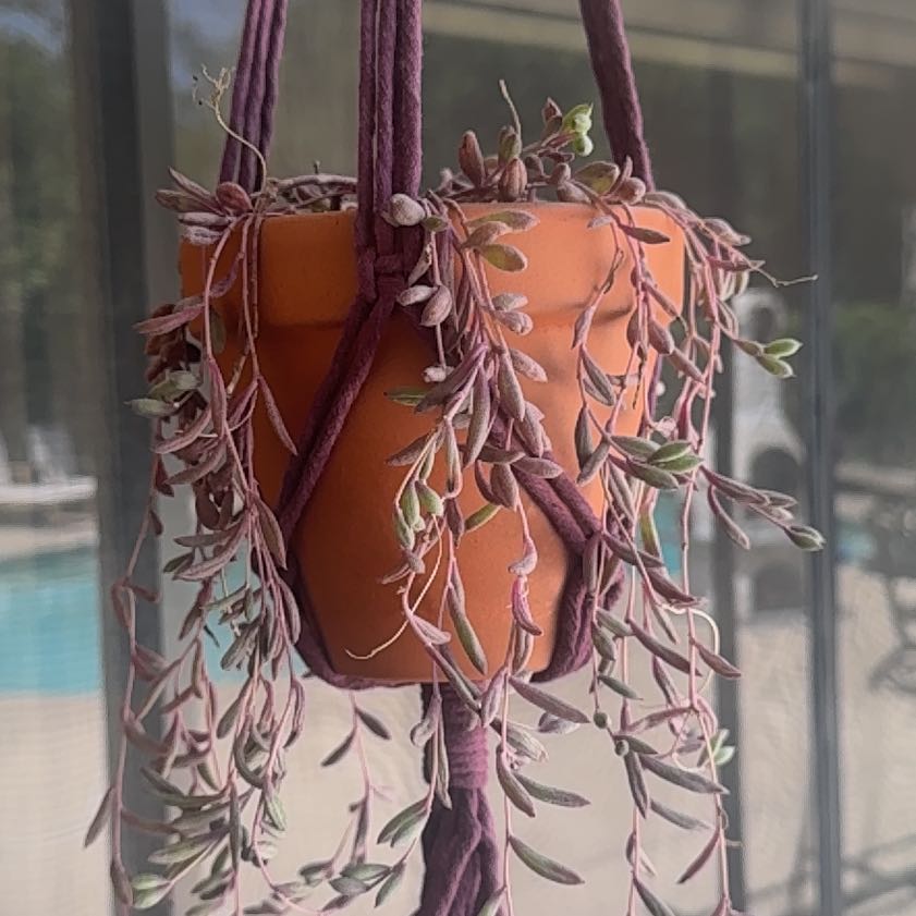 Photo of the plant species ruby necklace by @Angelzomg named Ruby - Purple on Greg, the plant care app