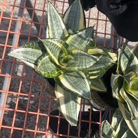 Photo of the plant species Sansevieria trifasciata 'Hahnii Golden' by @FabSoursop16 named Scarlett on Greg, the plant care app
