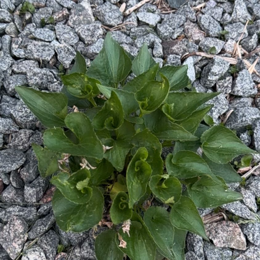 Photo of the plant species Heart Leaf by @ZealfulPeanut31 named Lola on Greg, the plant care app