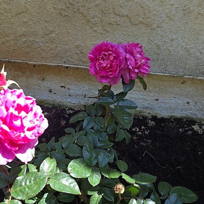 Photo of the plant species Rosa 'Intrigue' by @BoldPepino51 named da Vinci on Greg, the plant care app