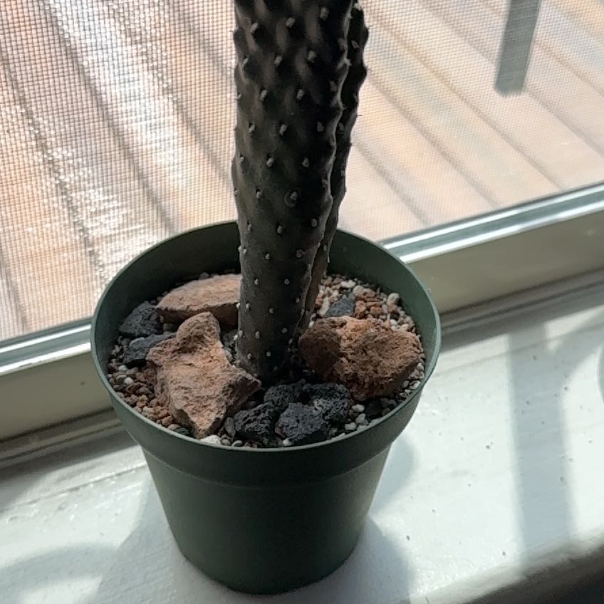 Photo of the plant species Roadkill Cactus by @KeyKale69 named Einstein on Greg, the plant care app