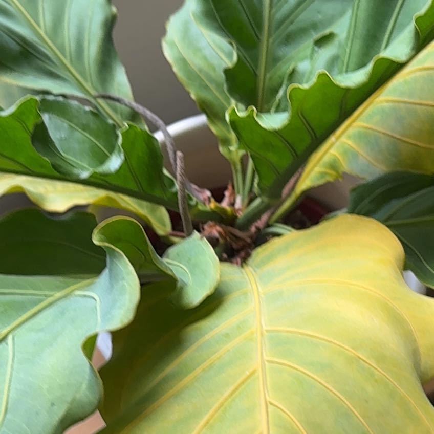 Photo of the plant species Anthurium Fruffles by @KeyKale69 named Fernie Mercury on Greg, the plant care app