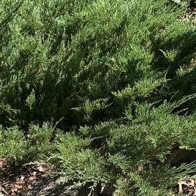 Photo of the plant species Savin Juniper by @CosmicDionysos named Harmony on Greg, the plant care app