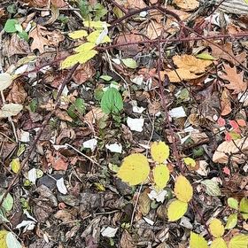 Photo of the plant species Wine Raspberry by @CosmicDionysos named Fernie Mercury on Greg, the plant care app