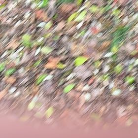 Photo of the plant species Virginia Knotweed by @CosmicDionysos named Leaf Erickson on Greg, the plant care app