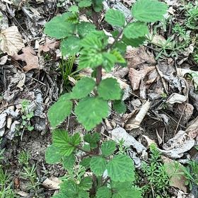 Photo of the plant species Arrowwood Viburnum by @CosmicDionysos named Kesha on Greg, the plant care app