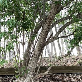 Photo of the plant species Black Elderberry by @CosmicDionysos named Luna on Greg, the plant care app