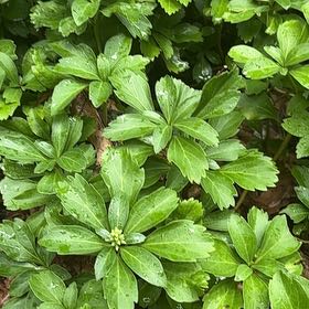 Photo of the plant species Carpet Box by @CosmicDionysos named Maya on Greg, the plant care app