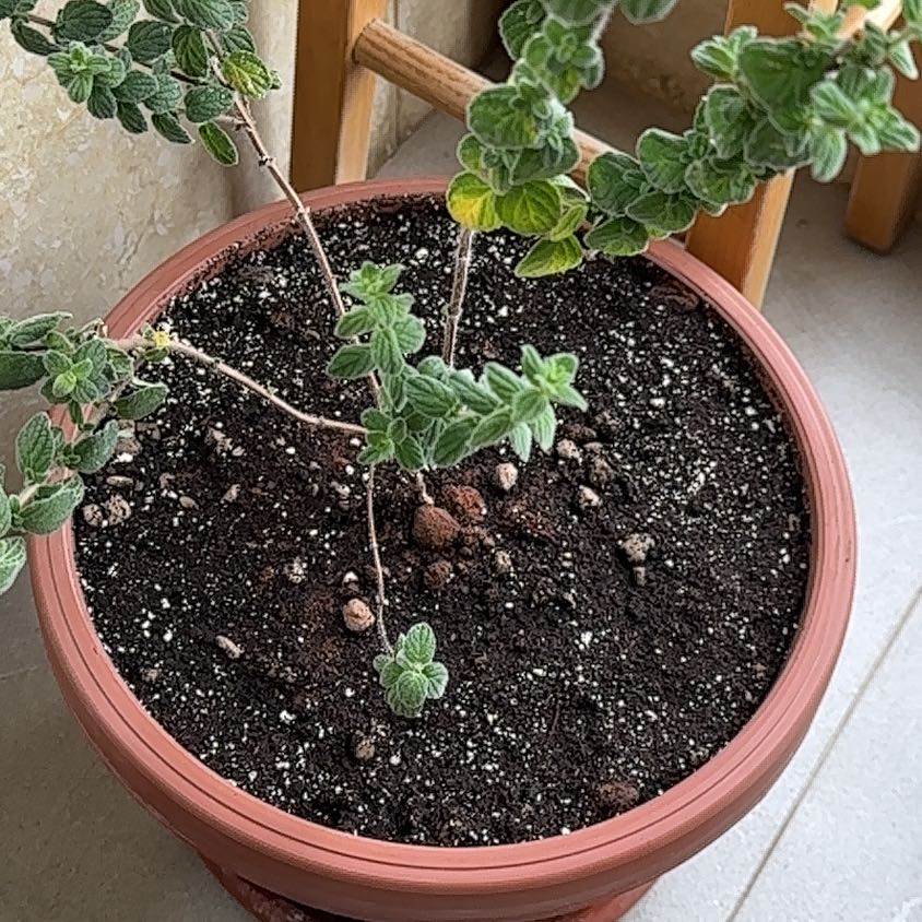 Photo of the plant species Za'atar by @PresidentMira40 named Homer on Greg, the plant care app
