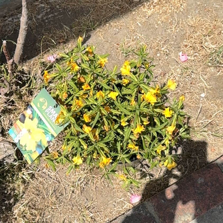 Photo of the plant species Sweet Pea 'Petite Butterfly' by @TopSaguaro40 named Rosa on Greg, the plant care app