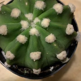 Photo of the plant species Hairbrush by @NewMingthing85 named LiloStitch on Greg, the plant care app