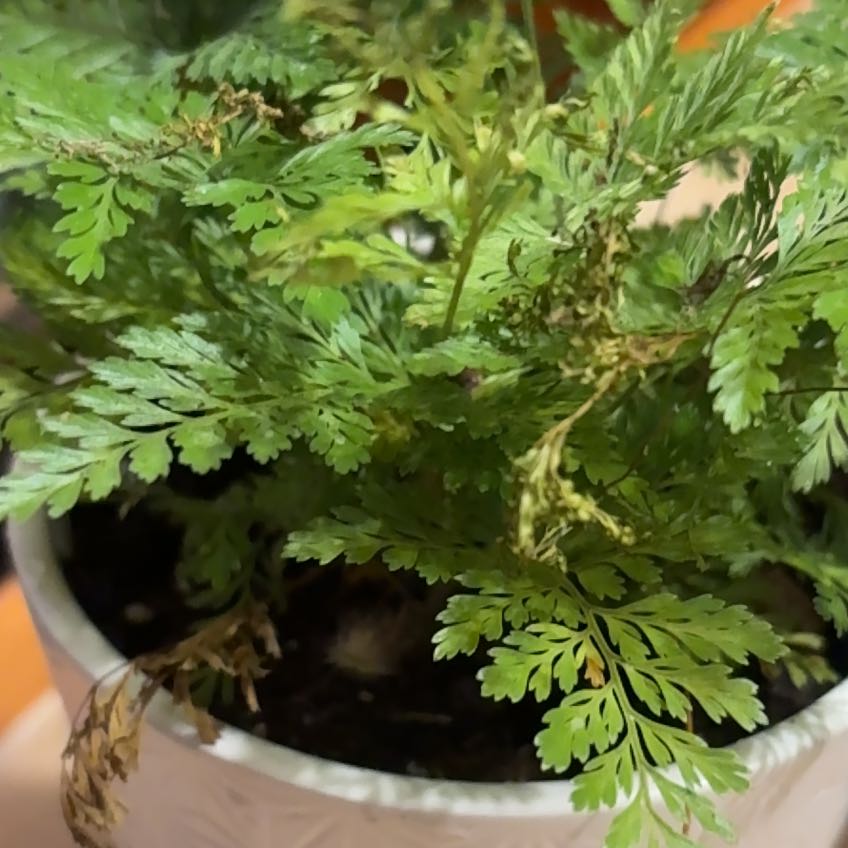 Photo of the plant species Hen and Chicken Fern by @NewMingthing85 named Sonora on Greg, the plant care app