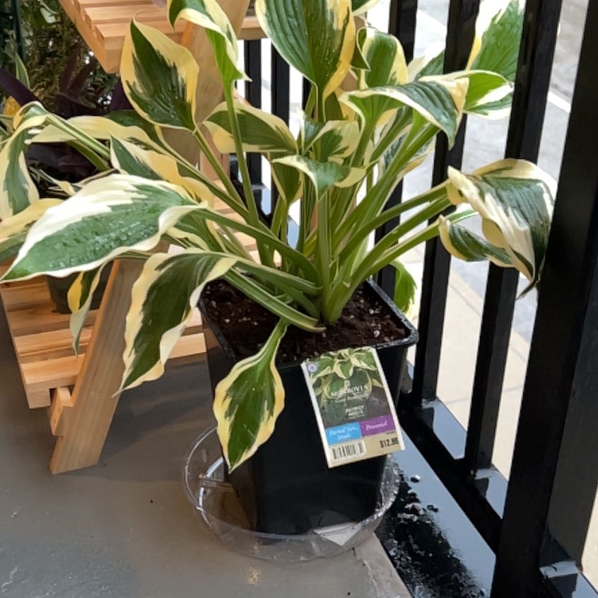Photo of the plant species Hosta 'Patriot' by @lianacarr named Rihanna on Greg, the plant care app