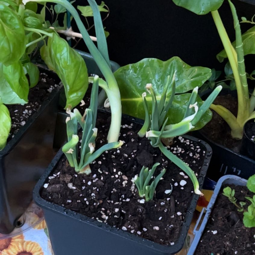 Photo of the plant species Yellow Onion by @lianacarr named Kobe on Greg, the plant care app