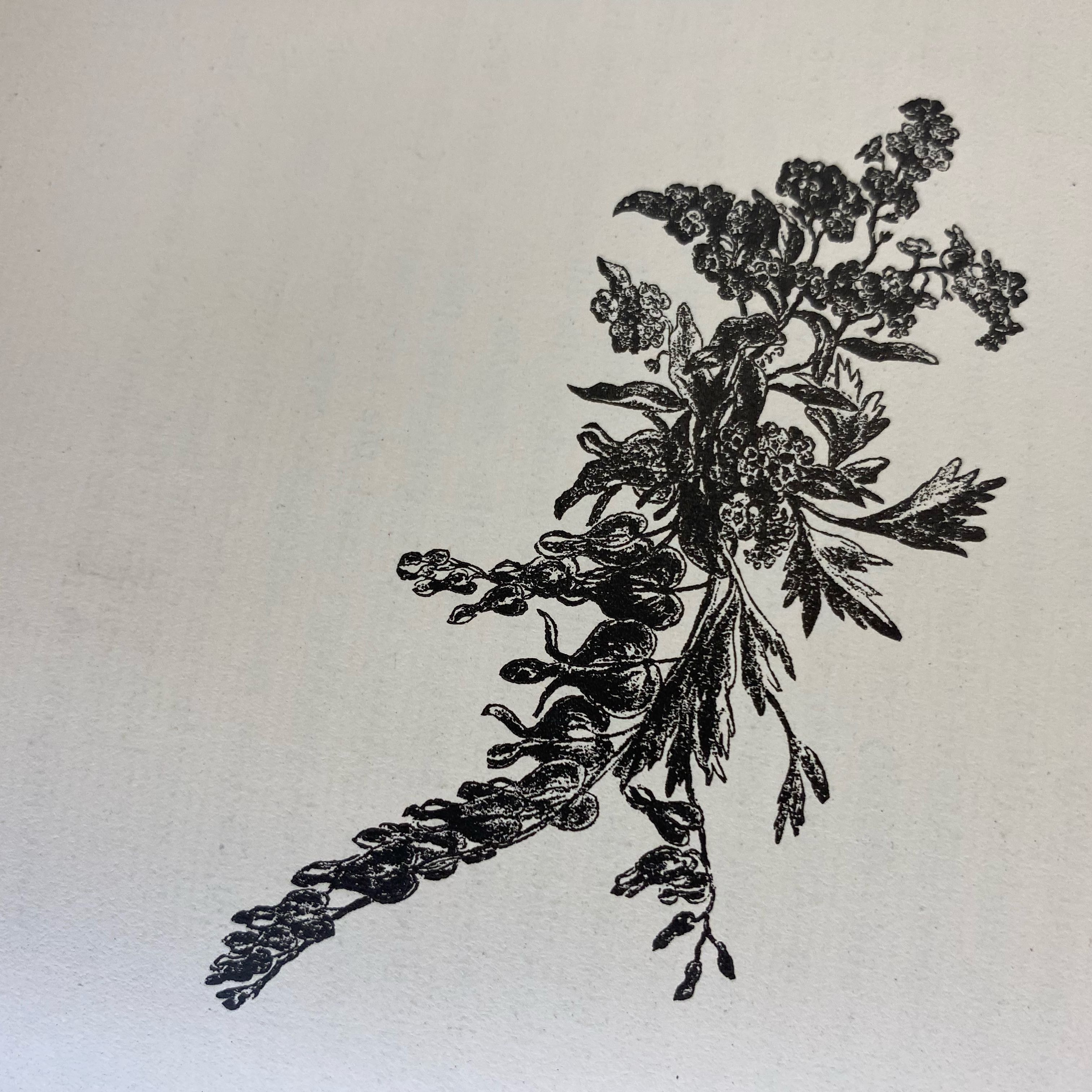 Photo of the plant species Hymenophyllum demissum by @FreeLilac61 named Remington on Greg, the plant care app
