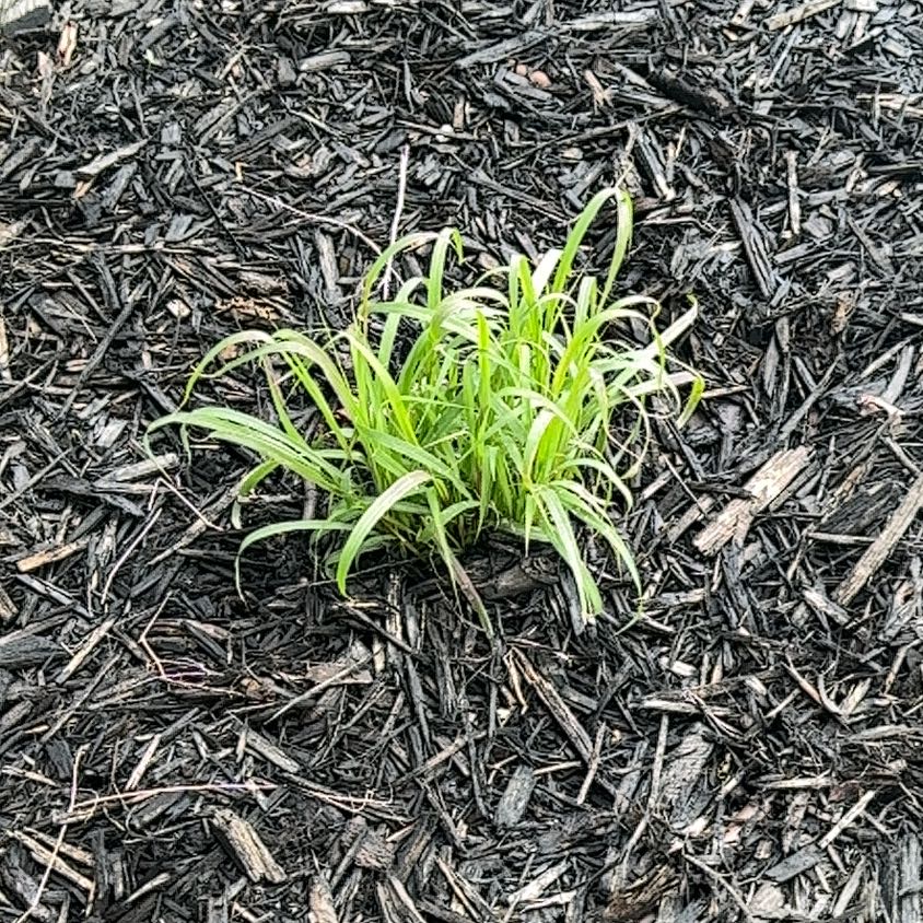 Photo of the plant species Flame Grass by @LordMint96 named Gobi on Greg, the plant care app