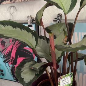 Photo of the plant species Calathea picturata 'Argentea' by @kizzakazza named Kevin on Greg, the plant care app