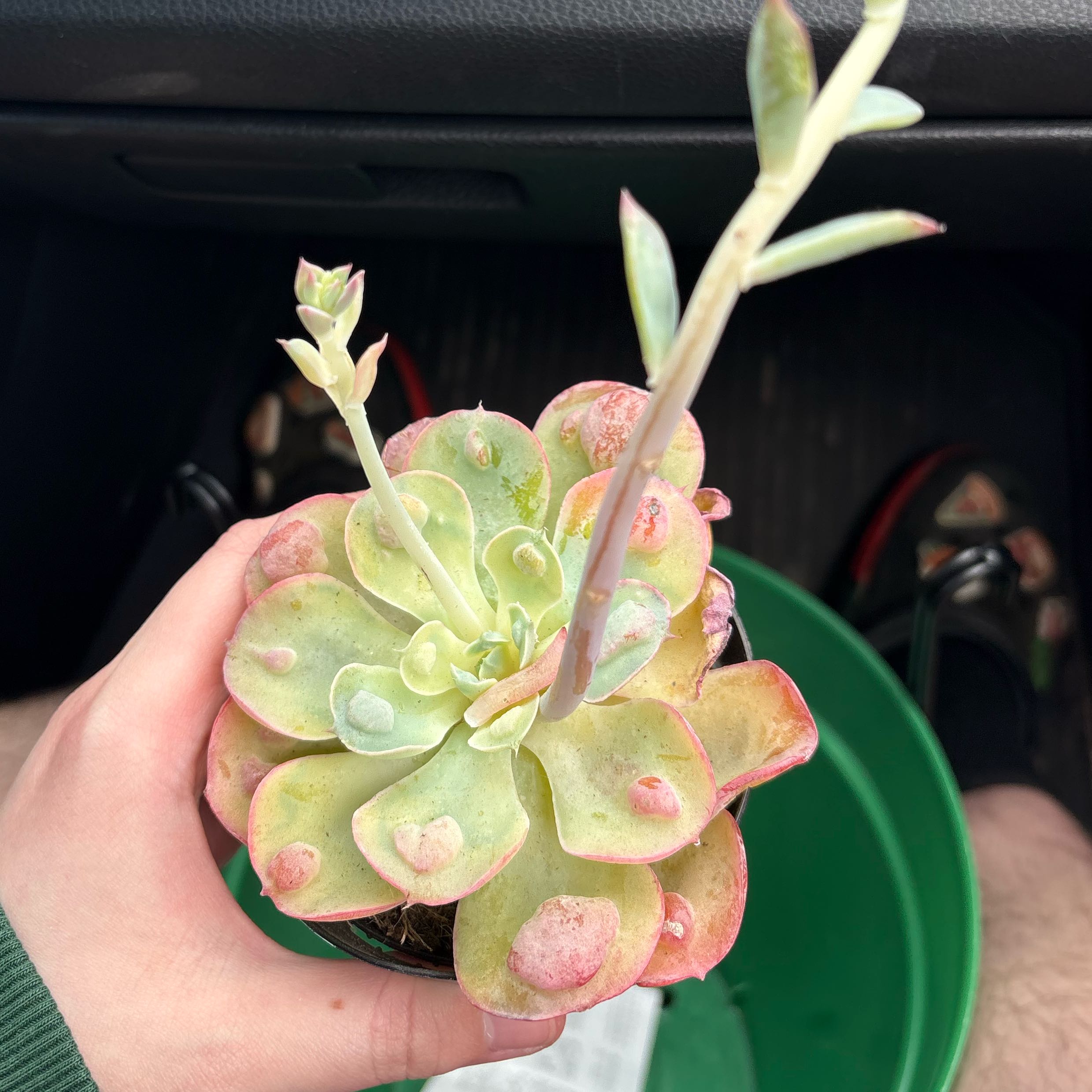 Photo of the plant species Echeveria Raindrops by @jettpackrat named Starlight on Greg, the plant care app