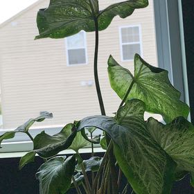 Photo of the plant species Caladium White Queen by @GemRedtree10 named Iris on Greg, the plant care app