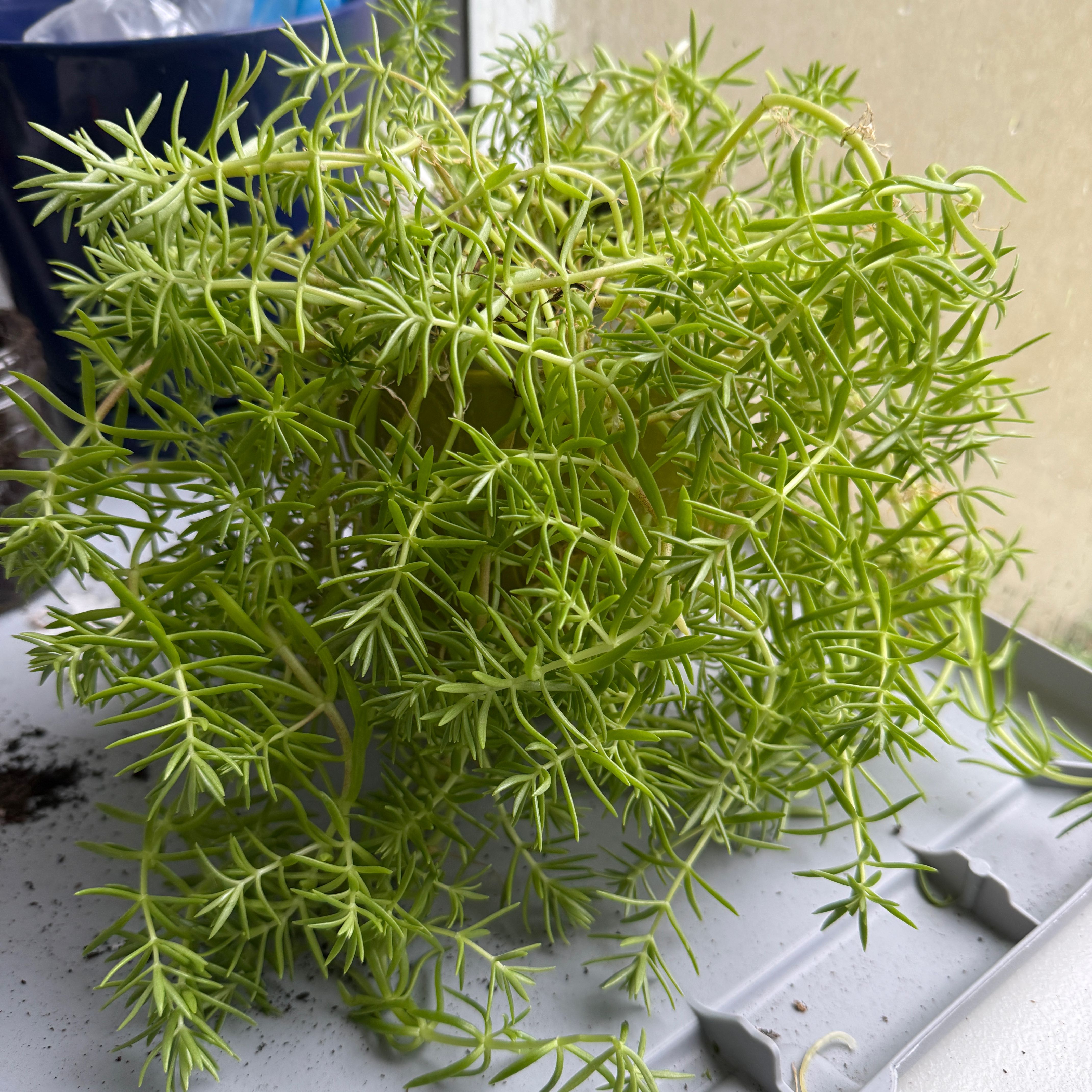 Photo of the plant species Lemon Ball Sedum by @Newby13 named Sedum on Greg, the plant care app