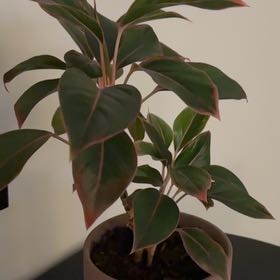 Photo of the plant species Sapphire Susane Chinese Evergreen by @LitheSeaoats38 named ChloroPhil on Greg, the plant care app