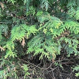 Photo of the plant species Green Giant Arborvitae by @CalmingCobnut31 named Navajo on Greg, the plant care app