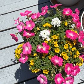 Photo of the plant species Million Bells by @Qdutton88 named Figyonce on Greg, the plant care app