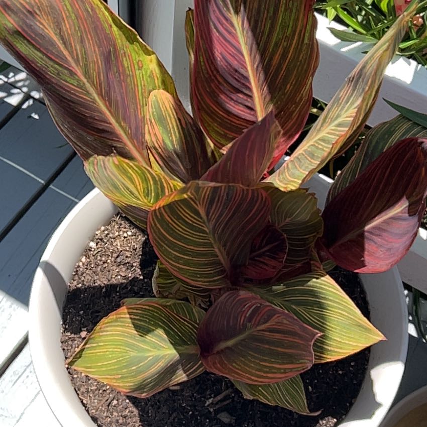 Photo of the plant species Canna 'Tropicana' by @Qdutton88 named Ulysses S Plant on Greg, the plant care app