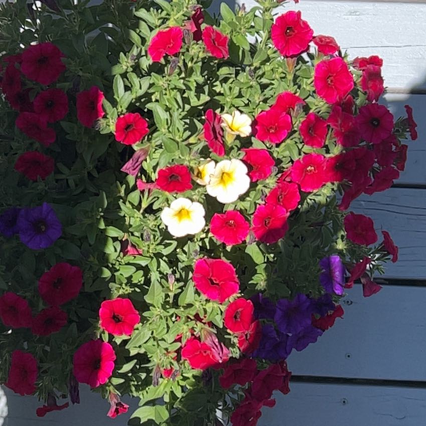 Photo of the plant species Petunia X Calibrachoa by @Qdutton88 named Prince on Greg, the plant care app