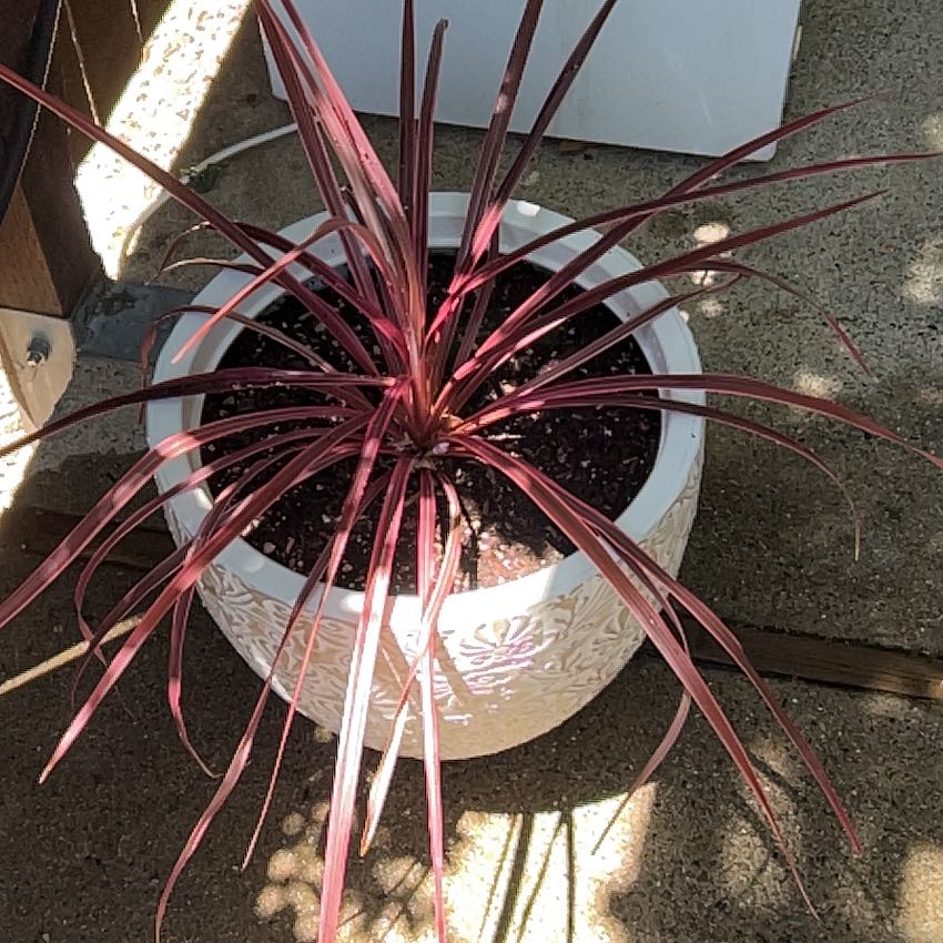 Photo of the plant species Pink Dreams by @Qdutton88 named Achilles on Greg, the plant care app