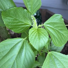 Photo of the plant species Hornbeam Copperleaf by @Qdutton88 named Marilyn on Greg, the plant care app