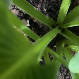 Photo of the plant species Common Bluebell by @AbleAsterium77 named Maya on Greg, the plant care app