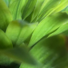 Photo of the plant species Ramsons by @AbleAsterium77 named Tree Diddy on Greg, the plant care app