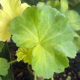 Photo of the plant species Marsh Pennywort by @AbleAsterium77 named Elina on Greg, the plant care app