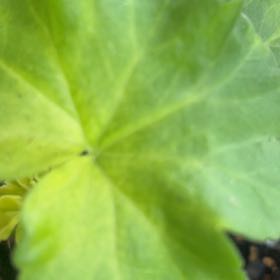 Photo of the plant species Alum Root by @AbleAsterium77 named Mochi on Greg, the plant care app