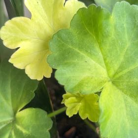 Photo of the plant species Marsh Pennywort by @AbleAsterium77 named Huckleberry Fern on Greg, the plant care app