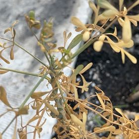 Photo of the plant species Tampa Butterfly Orchid by @AbleAsterium77 named Harper on Greg, the plant care app