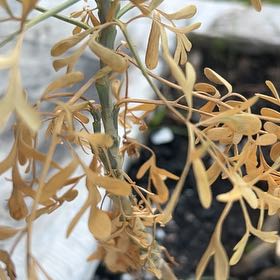 Photo of the plant species Fringetree by @AbleAsterium77 named Leonardo on Greg, the plant care app