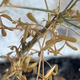 Photo of the plant species Basket of Gold by @AbleAsterium77 named Miley on Greg, the plant care app