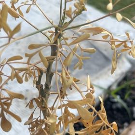 Photo of the plant species Basket of Gold by @AbleAsterium77 named Figyonce on Greg, the plant care app