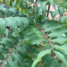 Photo of the plant species Cyprus Turpentine by @AbleAsterium77 named Michelle Branch on Greg, the plant care app